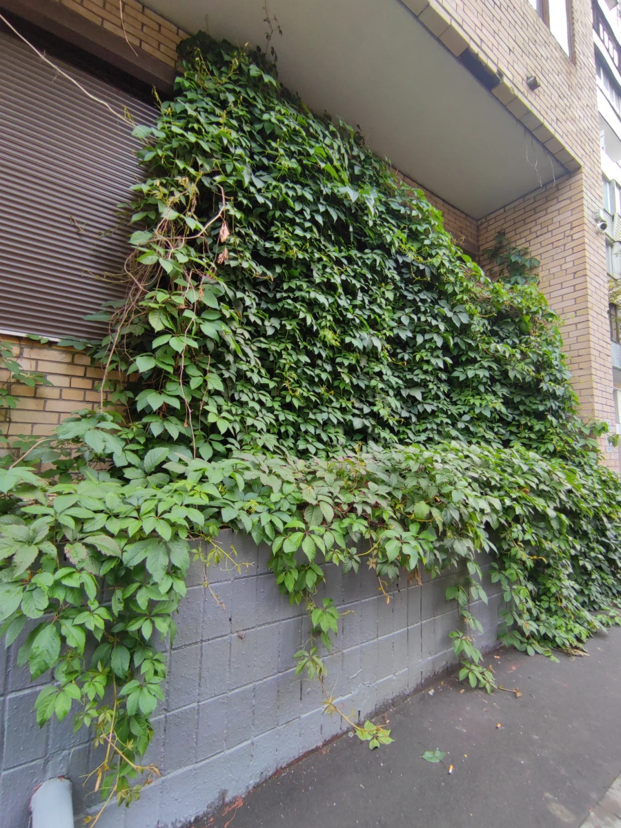 Двухэтажный плющ