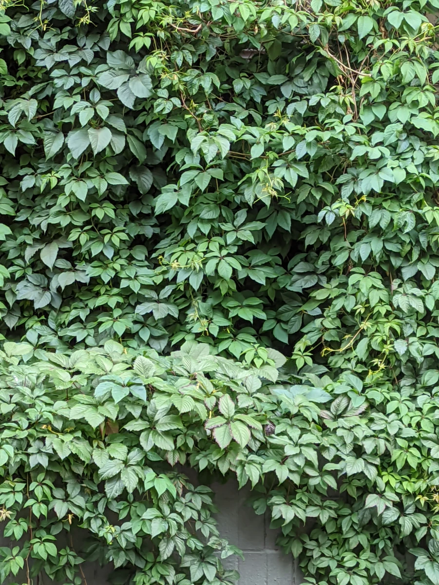 Двухэтажный плющ