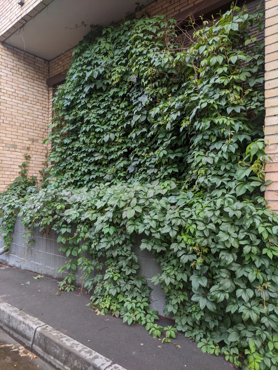 Двухэтажный плющ