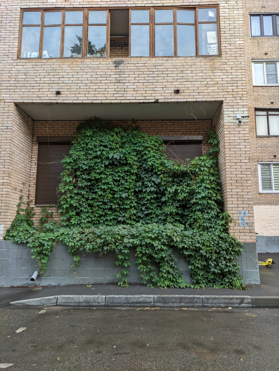 Двухэтажный плющ