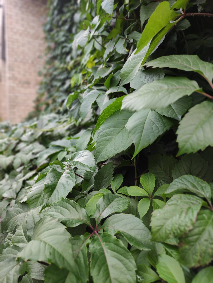 Двухэтажный плющ