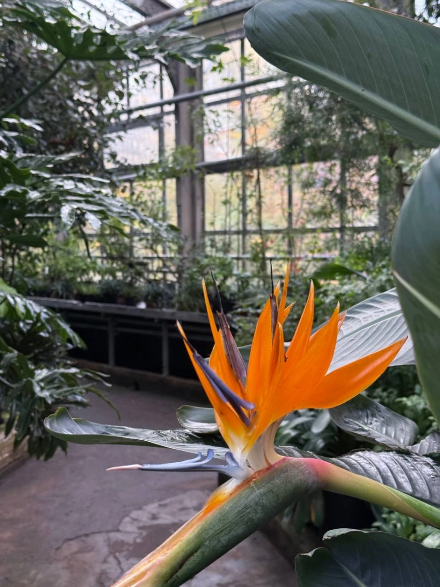 Старая фондовая оранжерея