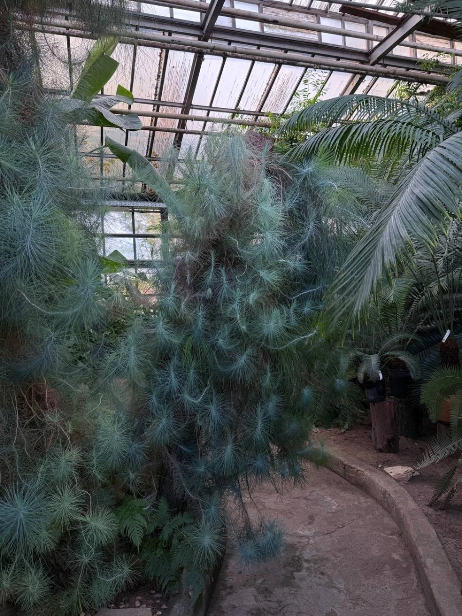 Старая фондовая оранжерея