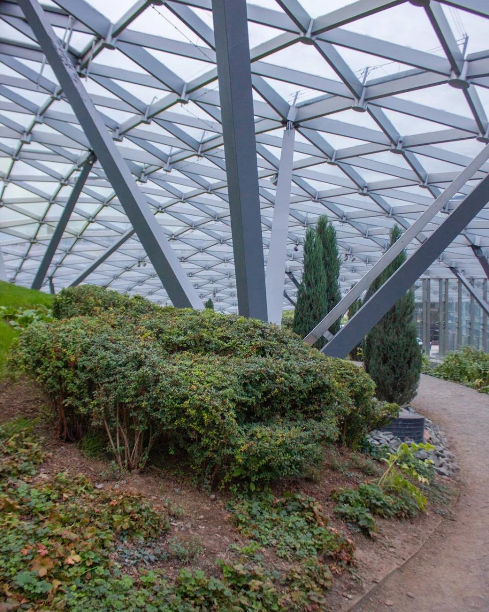 Стеклянная кора