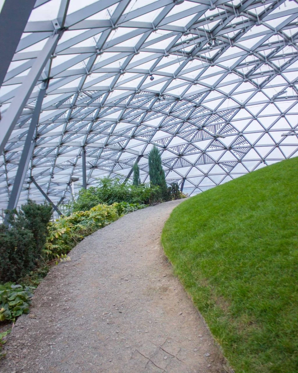 Стеклянная кора