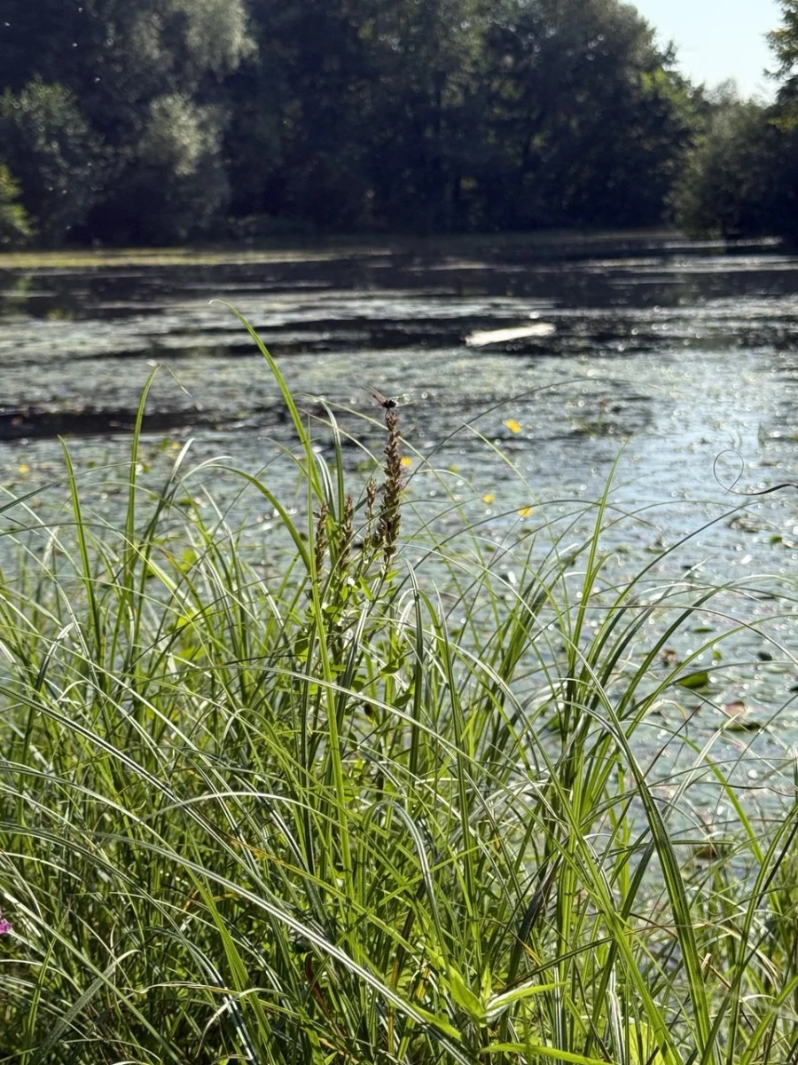 природно-исторический парк Покровское-Стрешнево