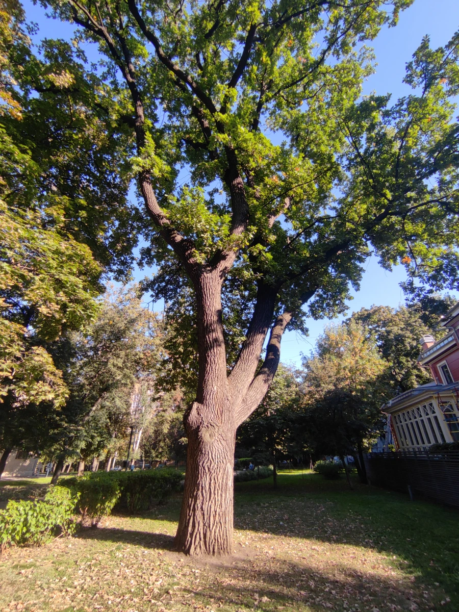 Сквер с большими дубами