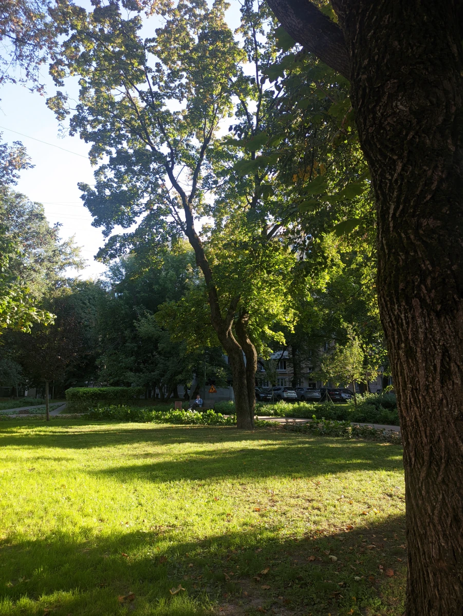 Сквер с большими дубами