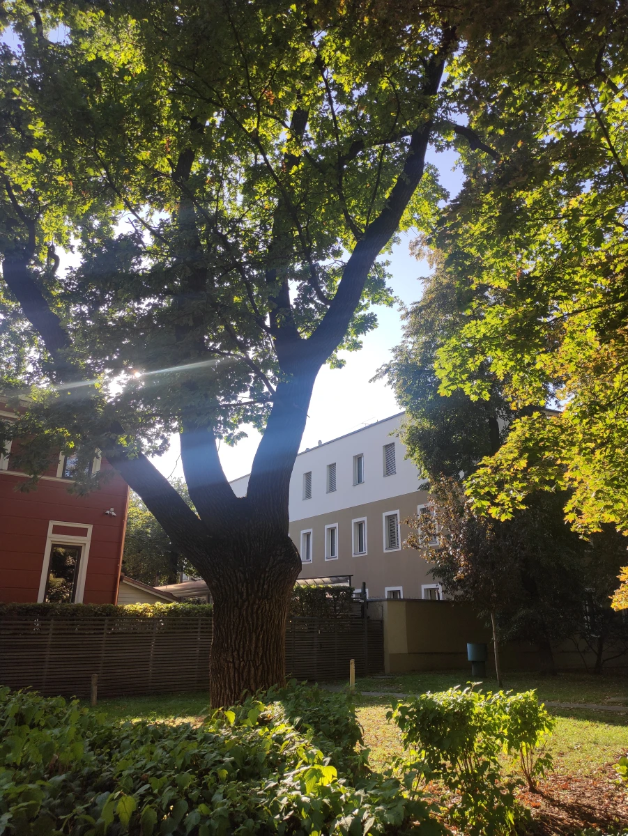 Сквер с большими дубами