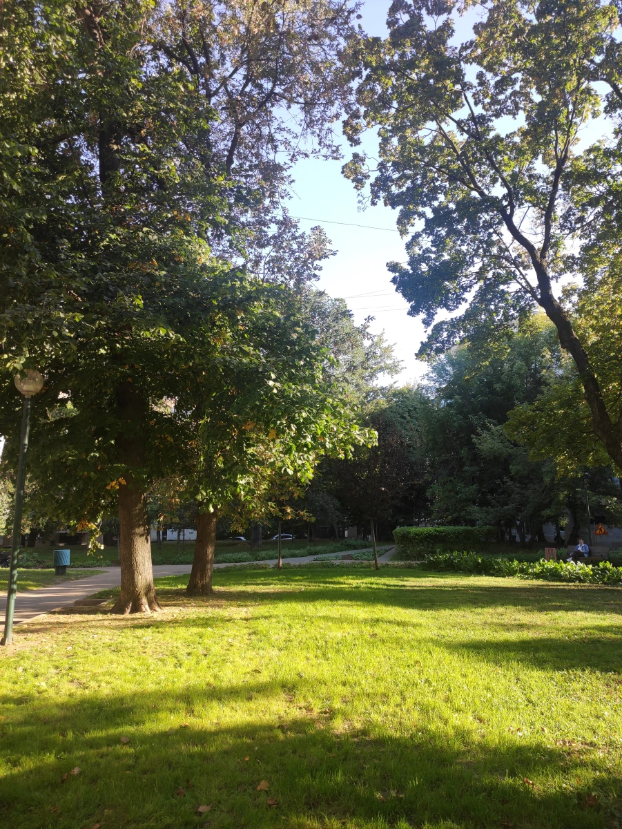 Сквер с большими дубами