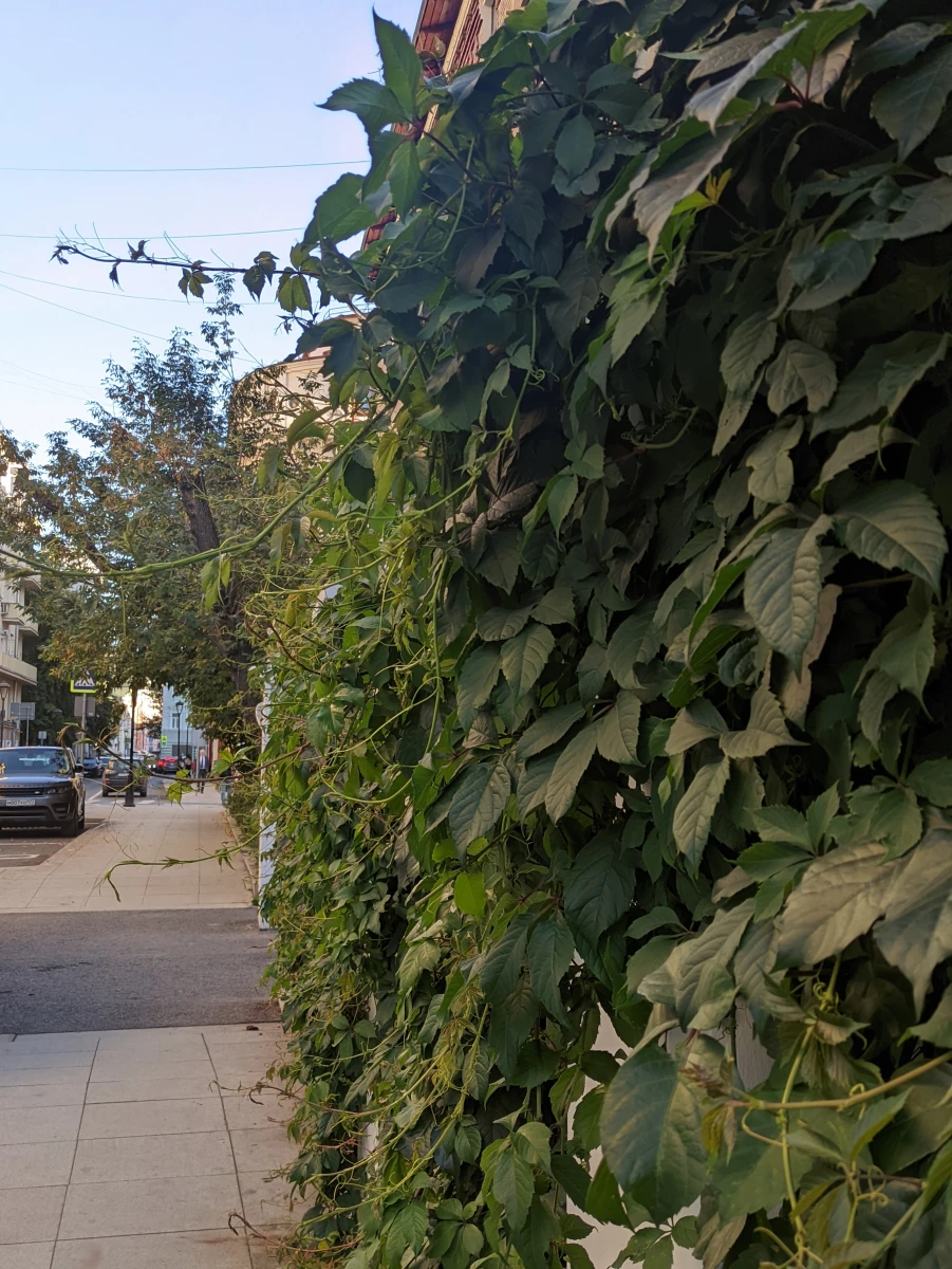 Белый заборчик с плющом