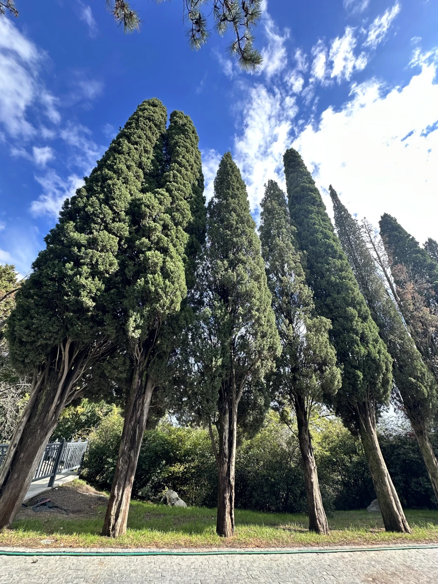 Воронцовский парк в Алупке