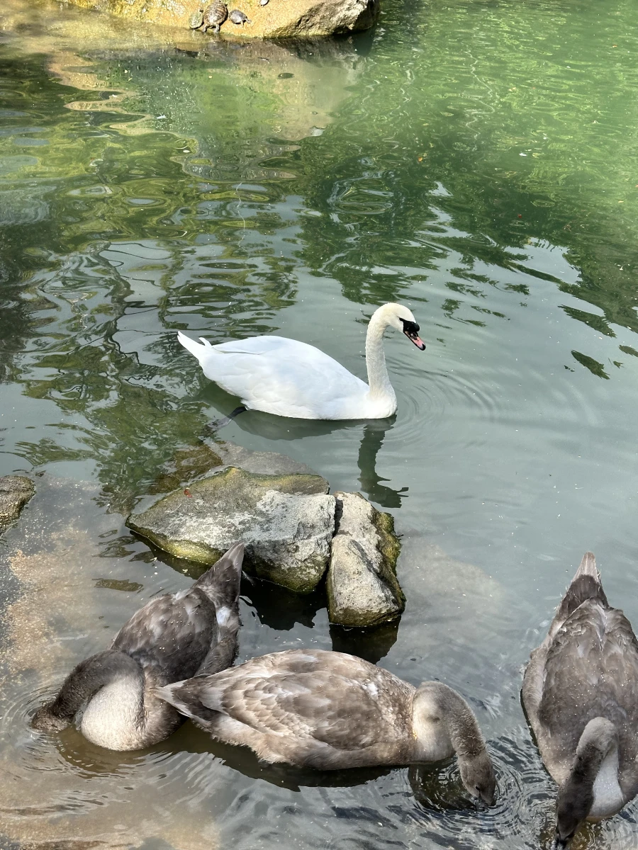 Воронцовский парк в Алупке