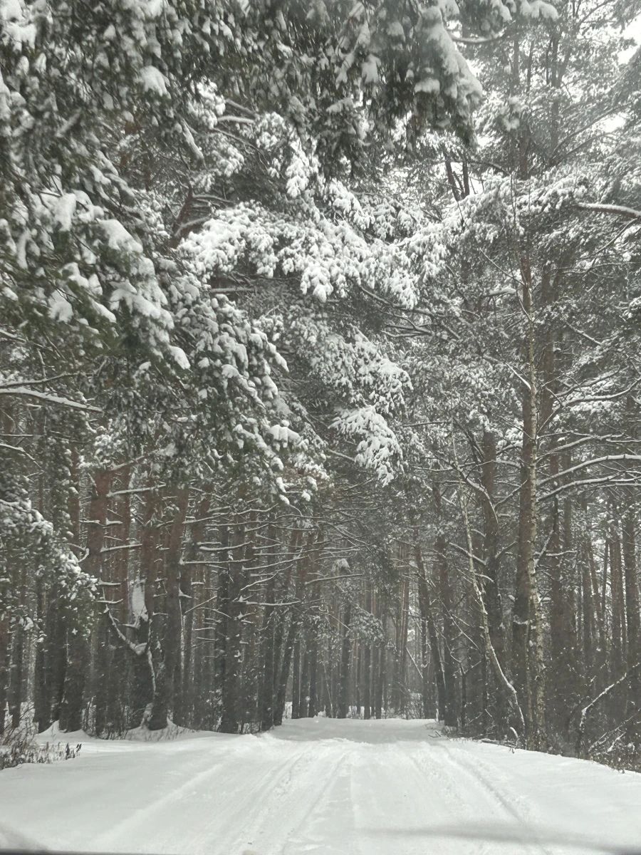 Сосновый бор