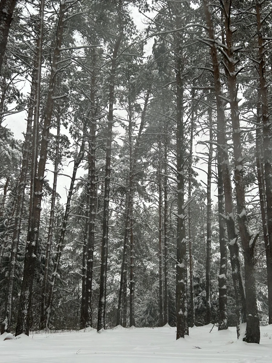 Сосновый бор