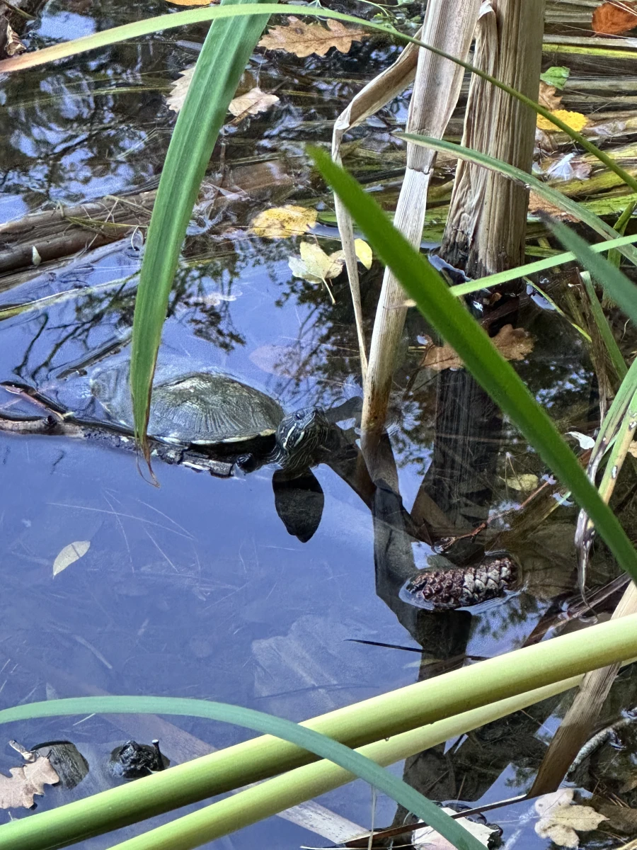 Озеро с Черепахами на Ай-петри