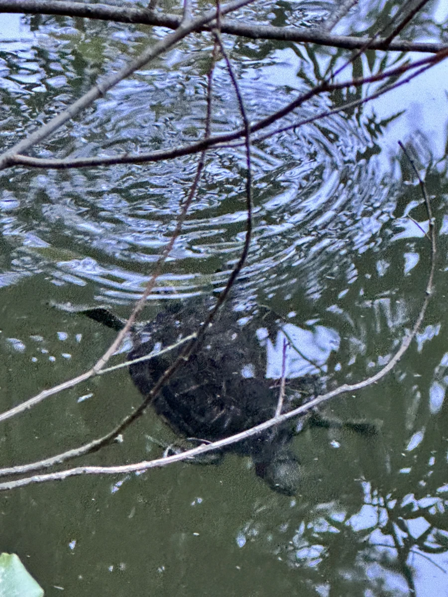 Озеро с Черепахами на Ай-петри