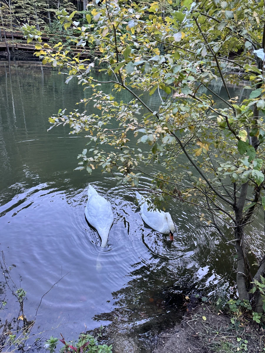 Озеро с Черепахами на Ай-петри