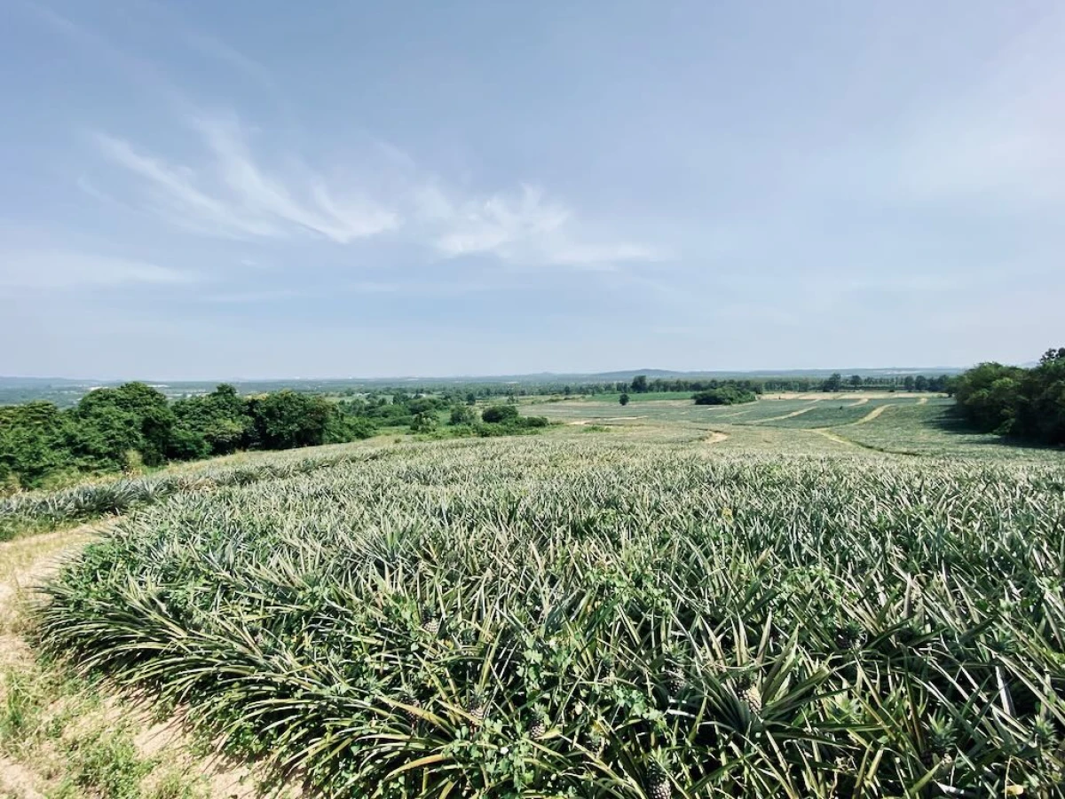 Ананасовая плантация