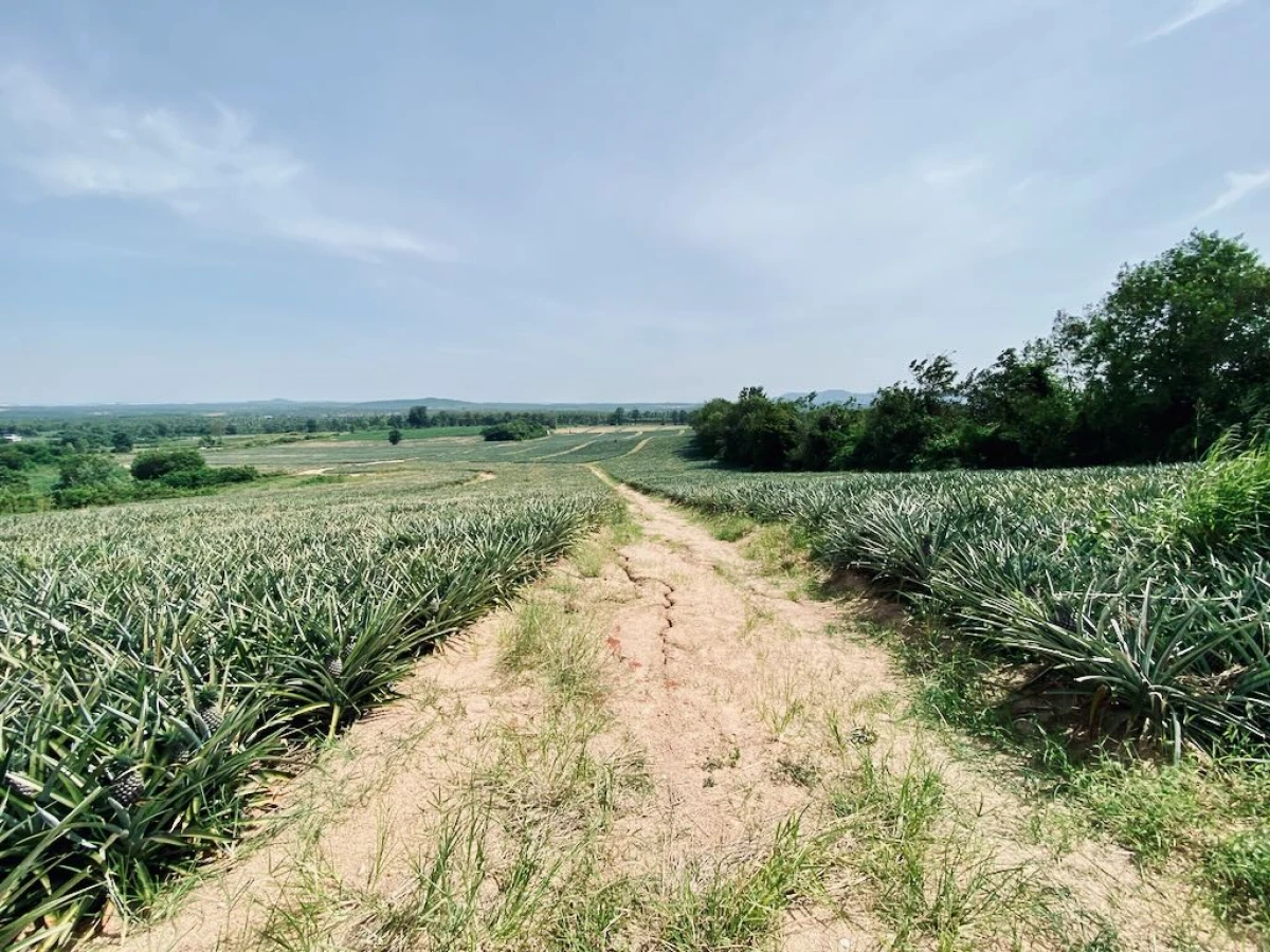 Ананасовая плантация