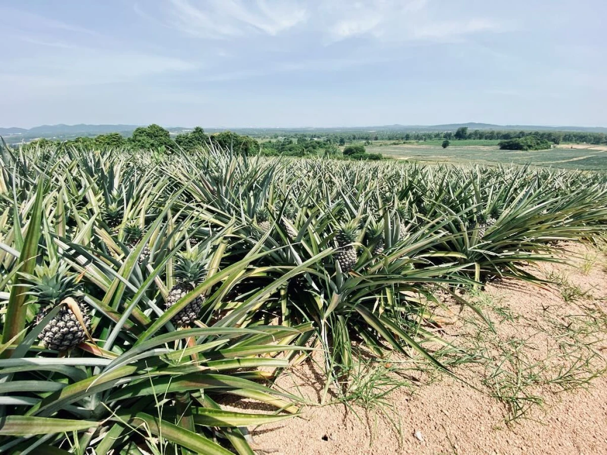 Ананасовая плантация