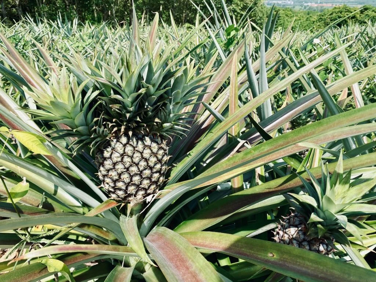 Ананасовая плантация