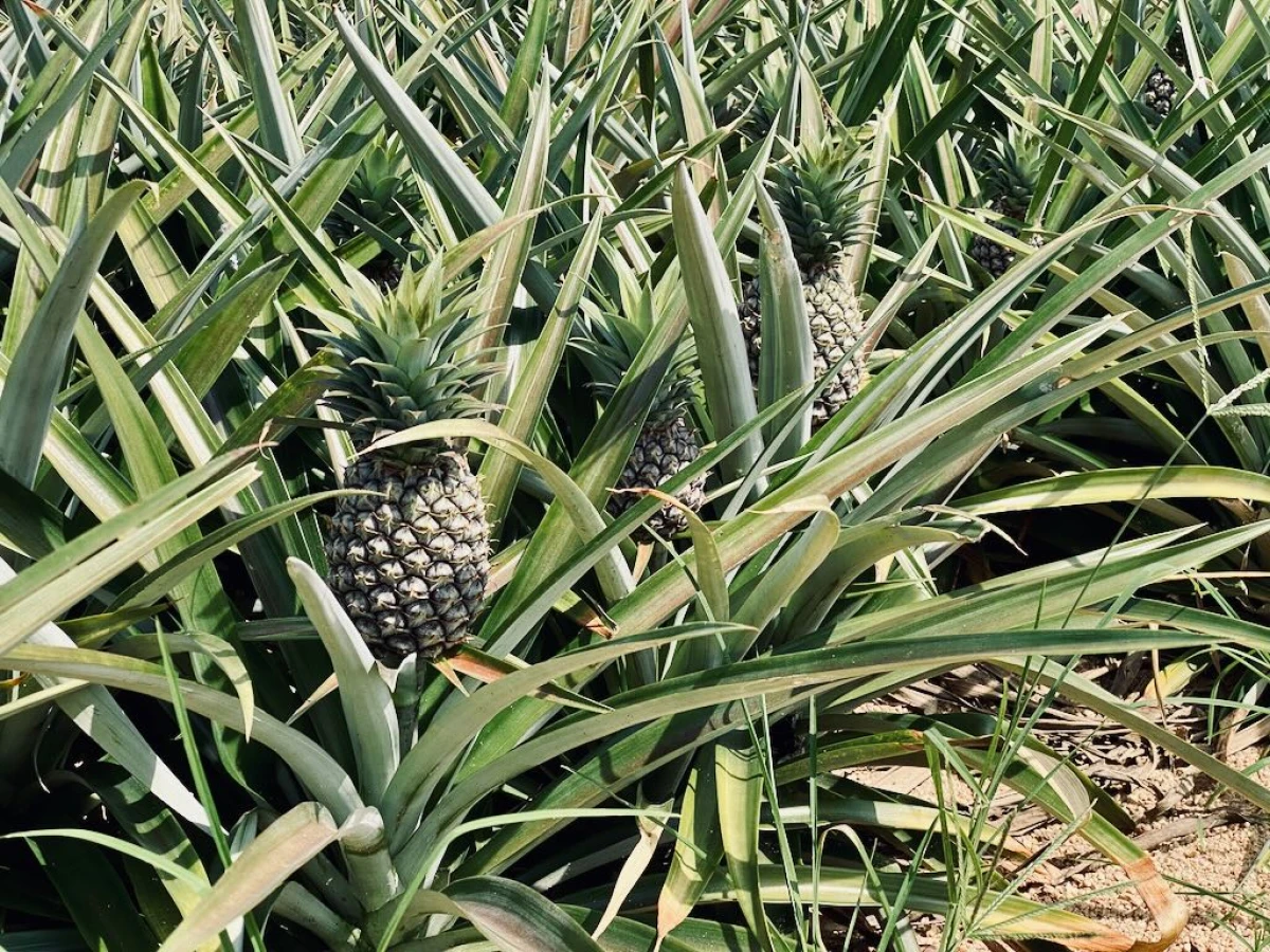 Ананасовая плантация