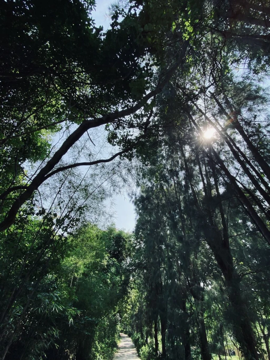 Дорожка среди деревьев