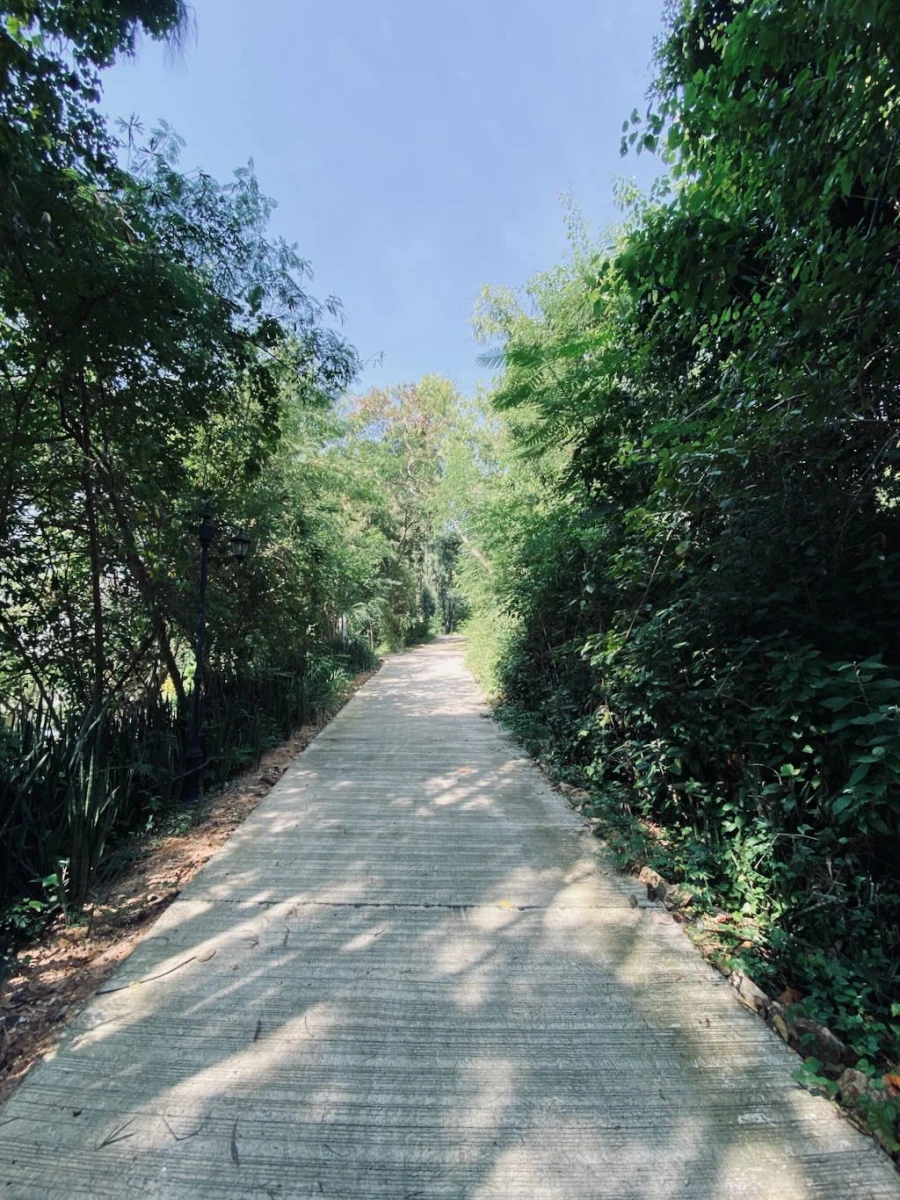 Дорожка среди деревьев