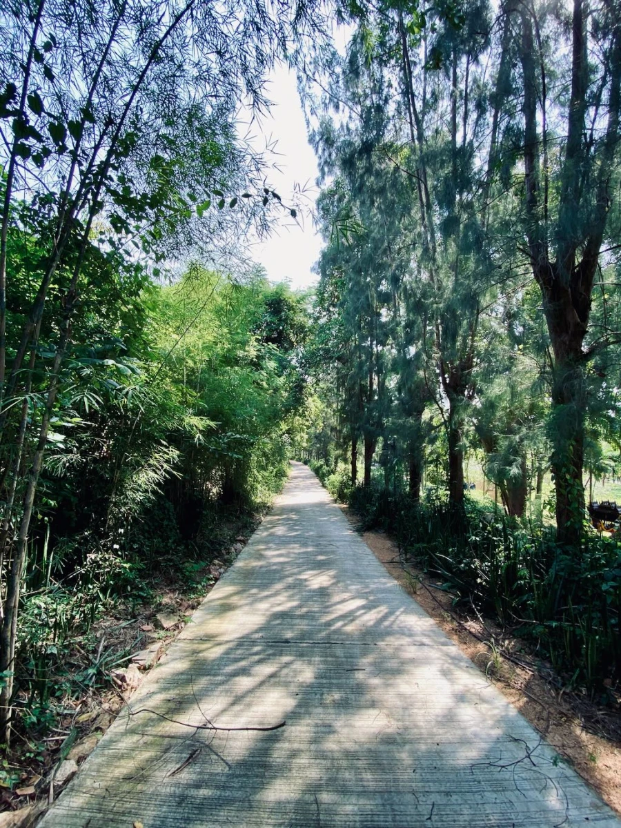 Дорожка среди деревьев