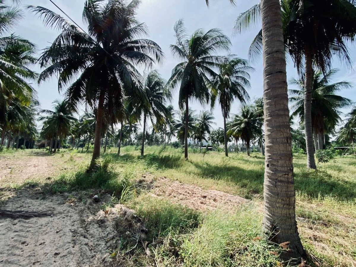 Плантация кокосов