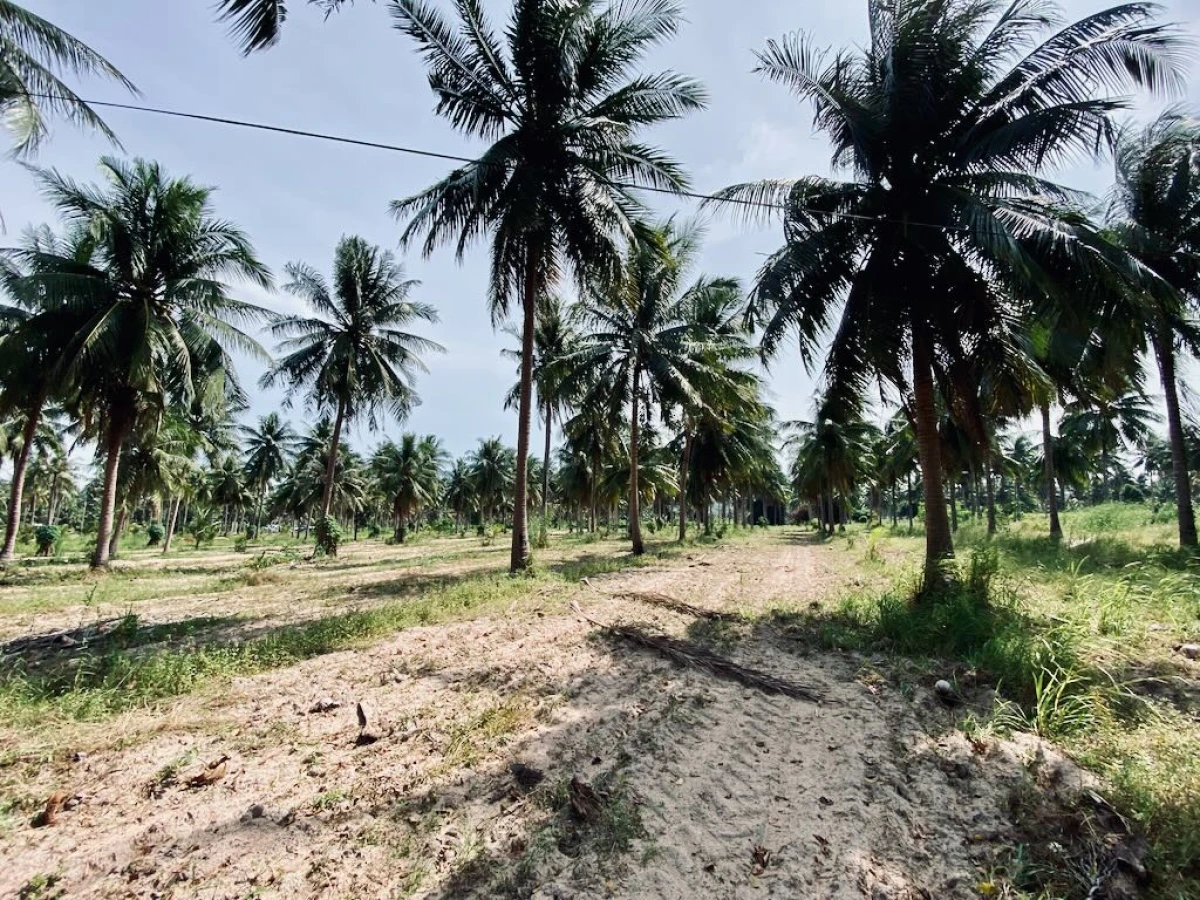 Плантация кокосов