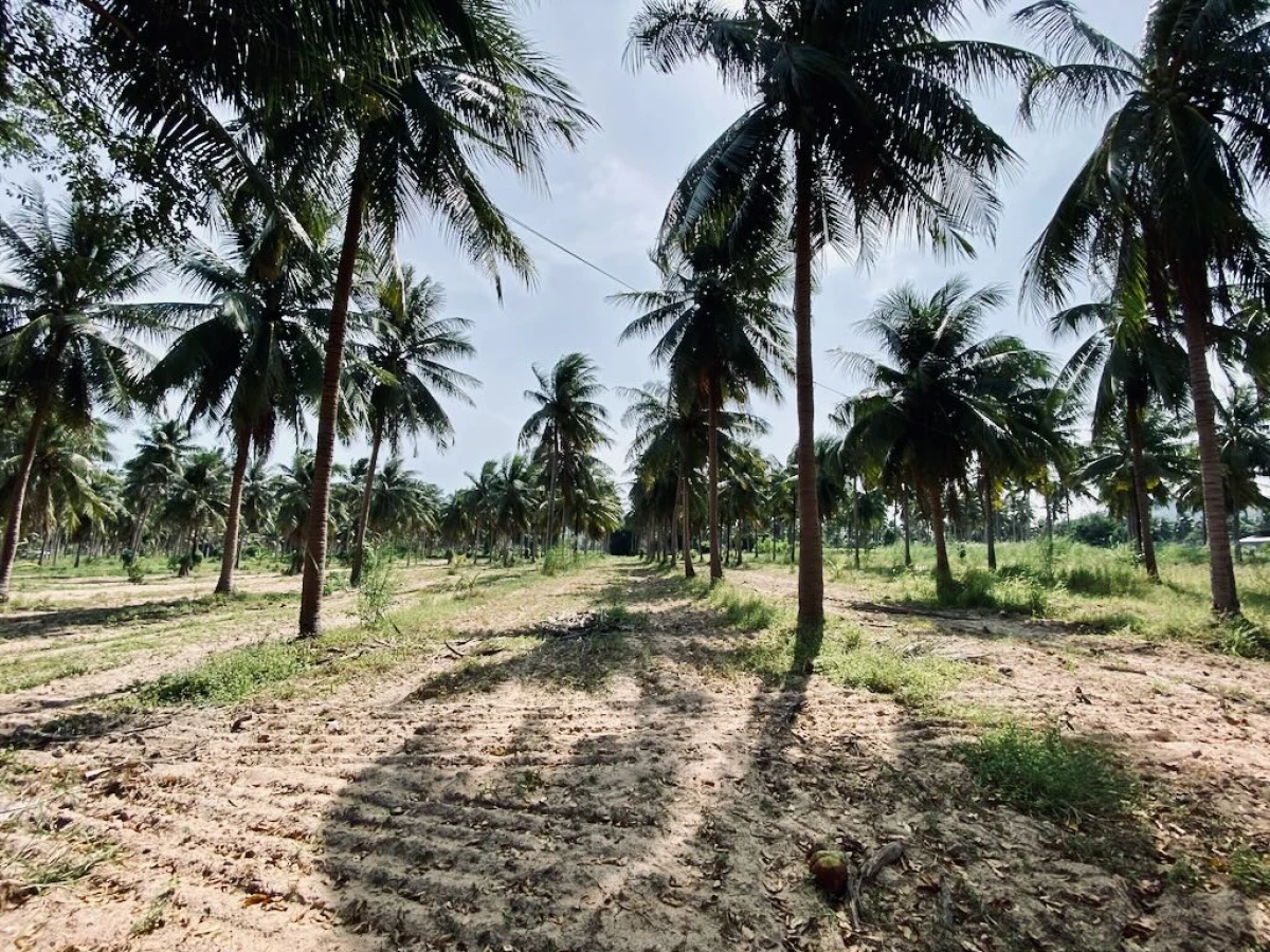 Плантация кокосов