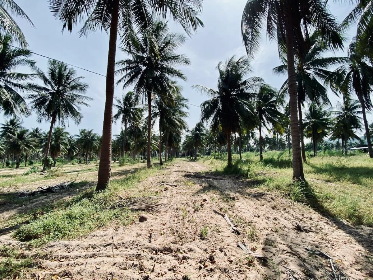 Плантация кокосов