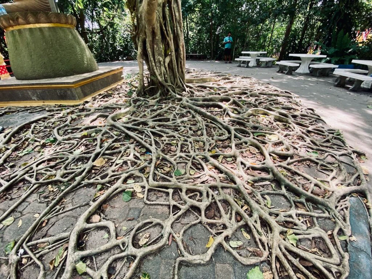 Дерево с красивыми корнями