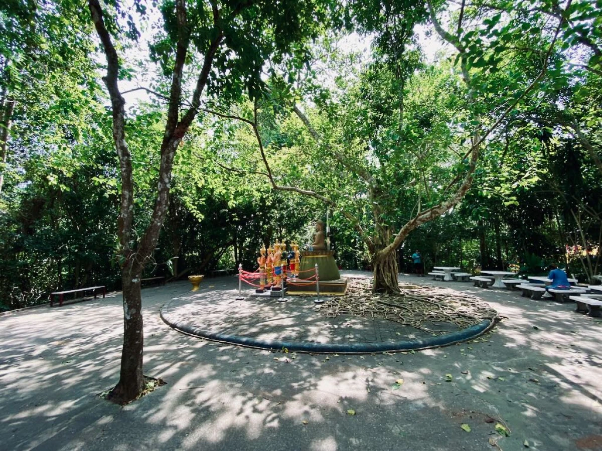 Дерево с красивыми корнями