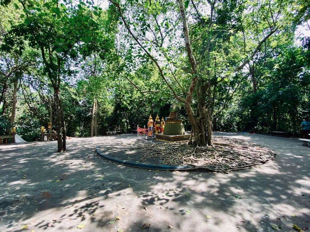 Дерево с красивыми корнями