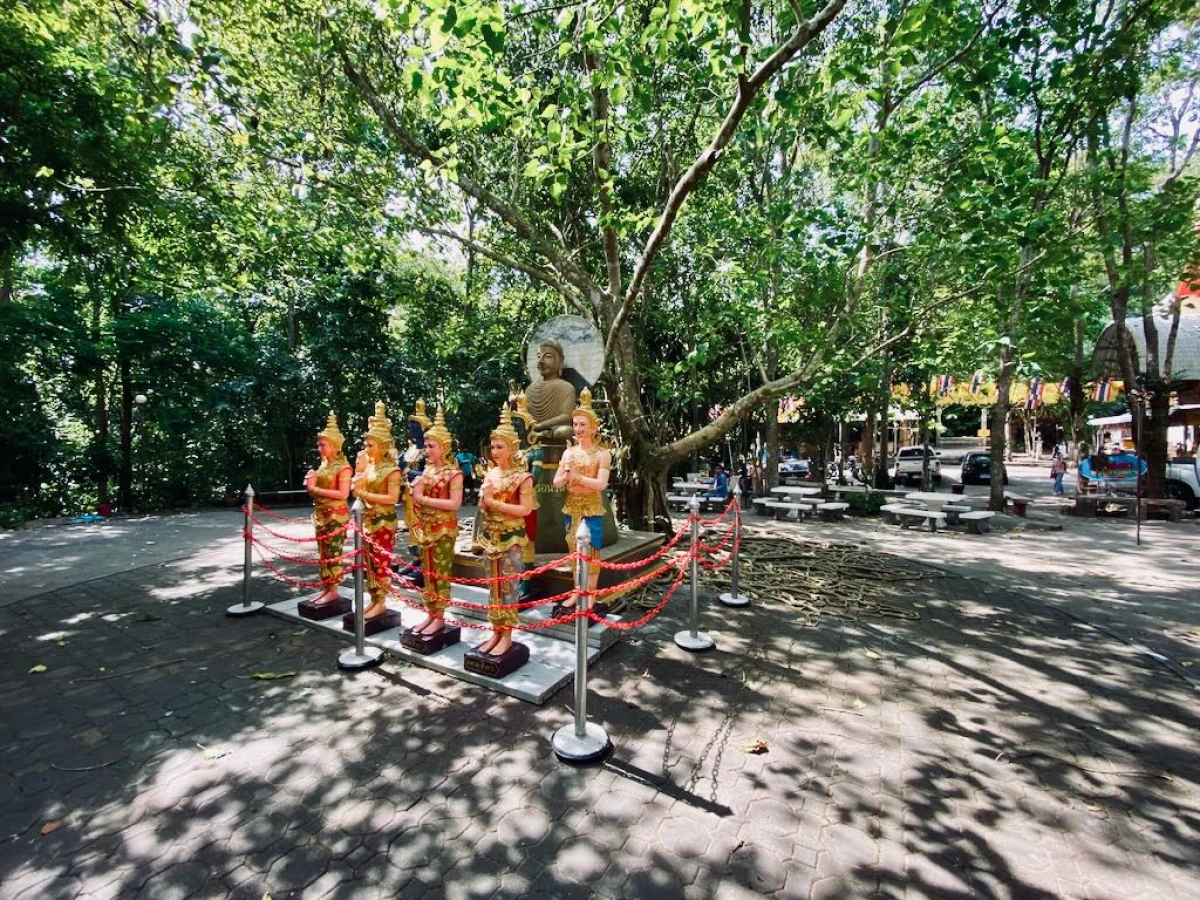 Дерево с красивыми корнями