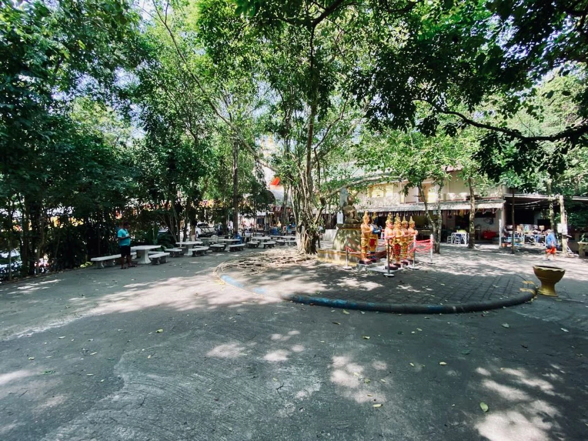 Дерево с красивыми корнями