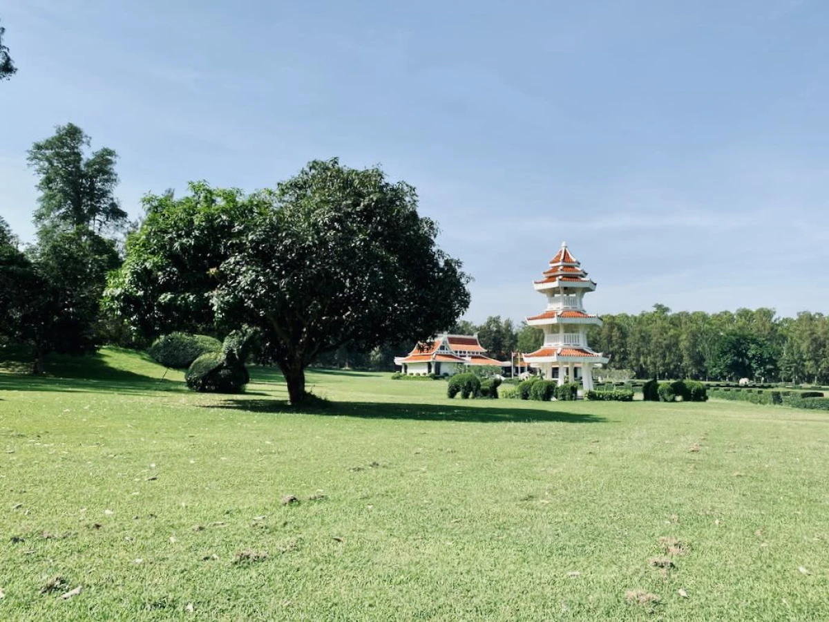 Красивое дерево с густой кроной