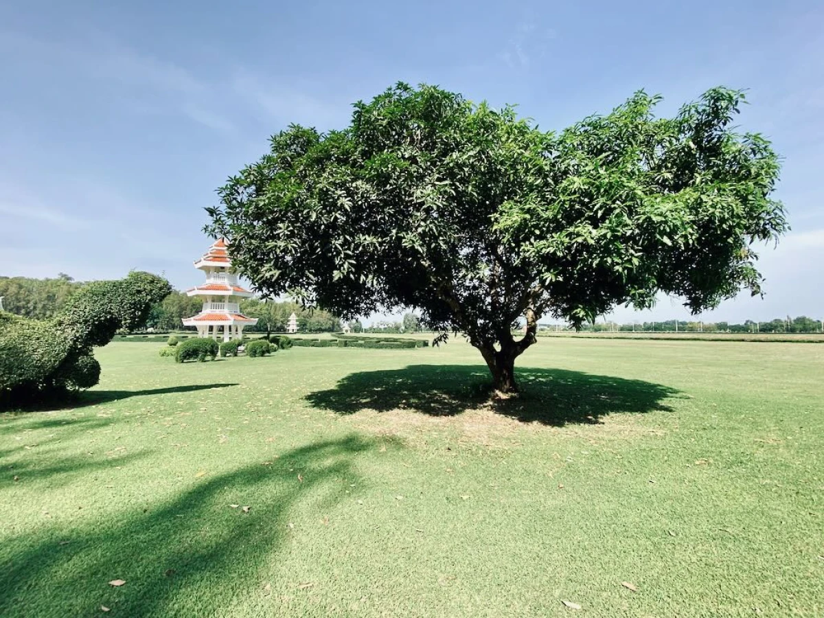 Красивое дерево с густой кроной