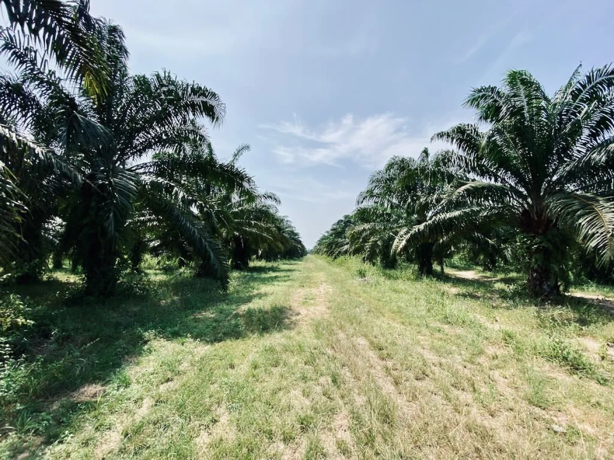 Пальмовая плантация