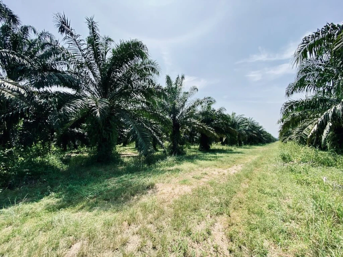 Пальмовая плантация