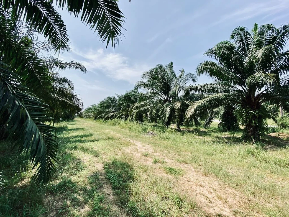 Пальмовая плантация