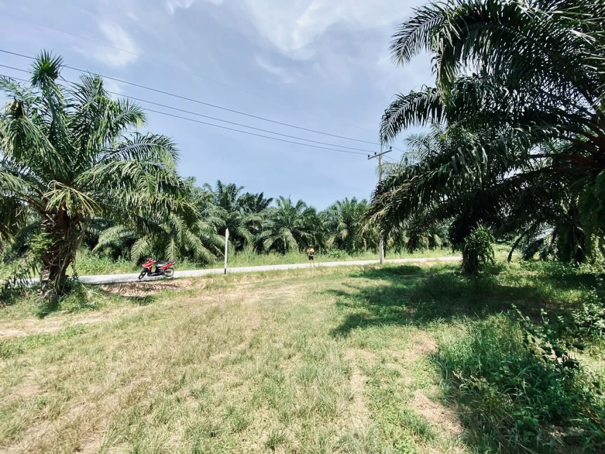 Пальмовая плантация