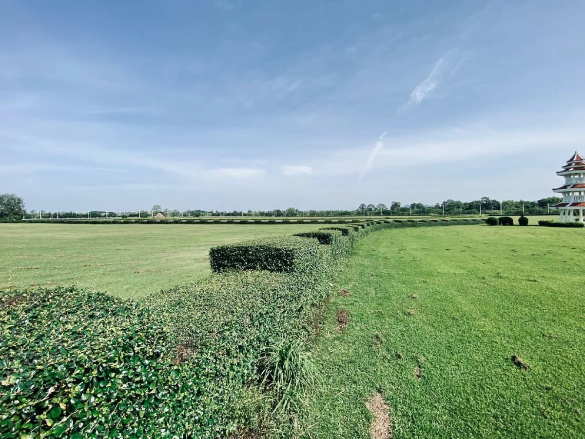 Поле с забором из кустарника