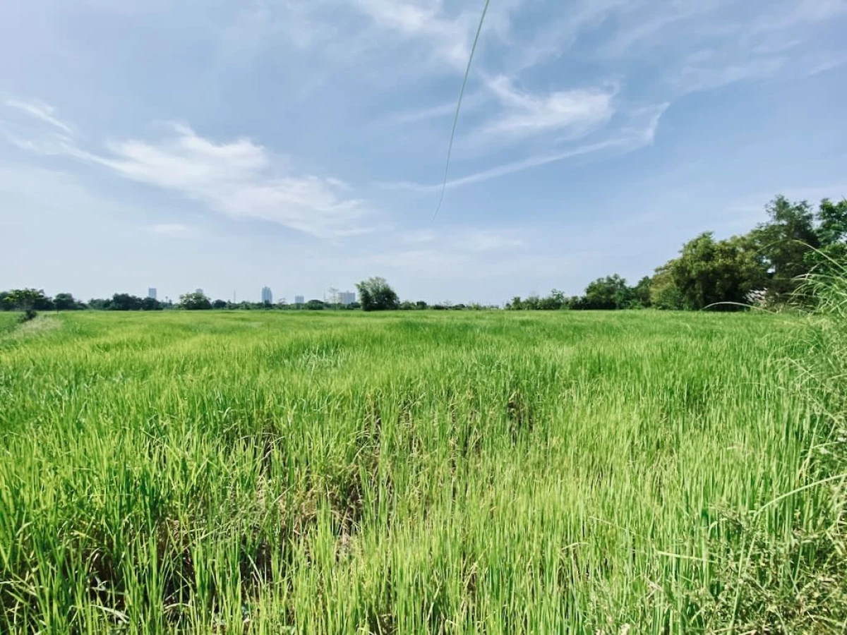 Рисовая плантация