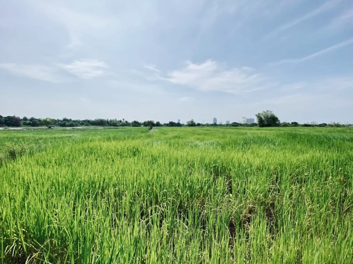 Рисовая плантация