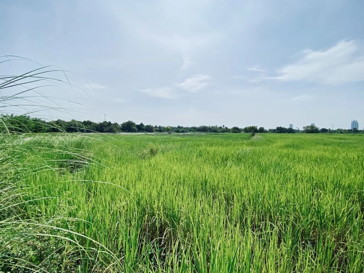 Рисовая плантация