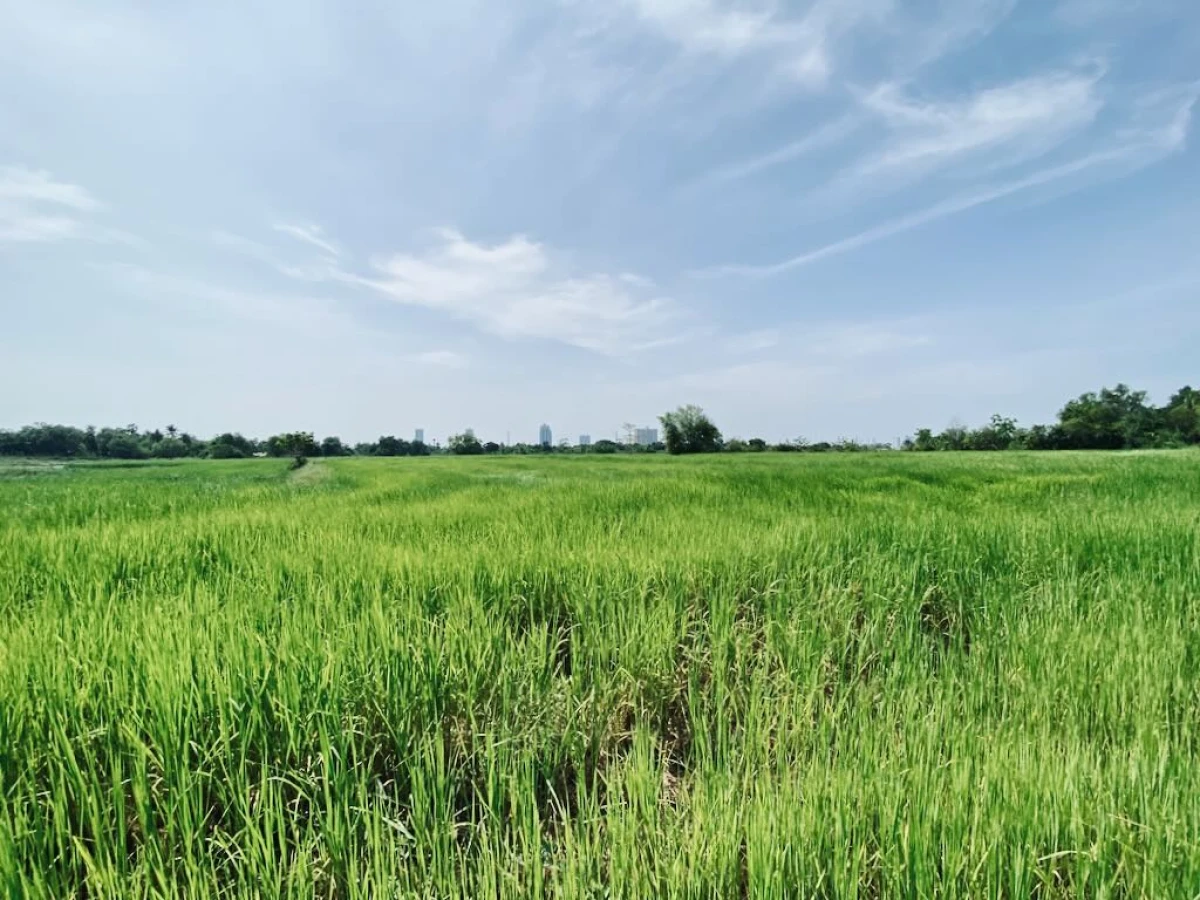 Рисовая плантация